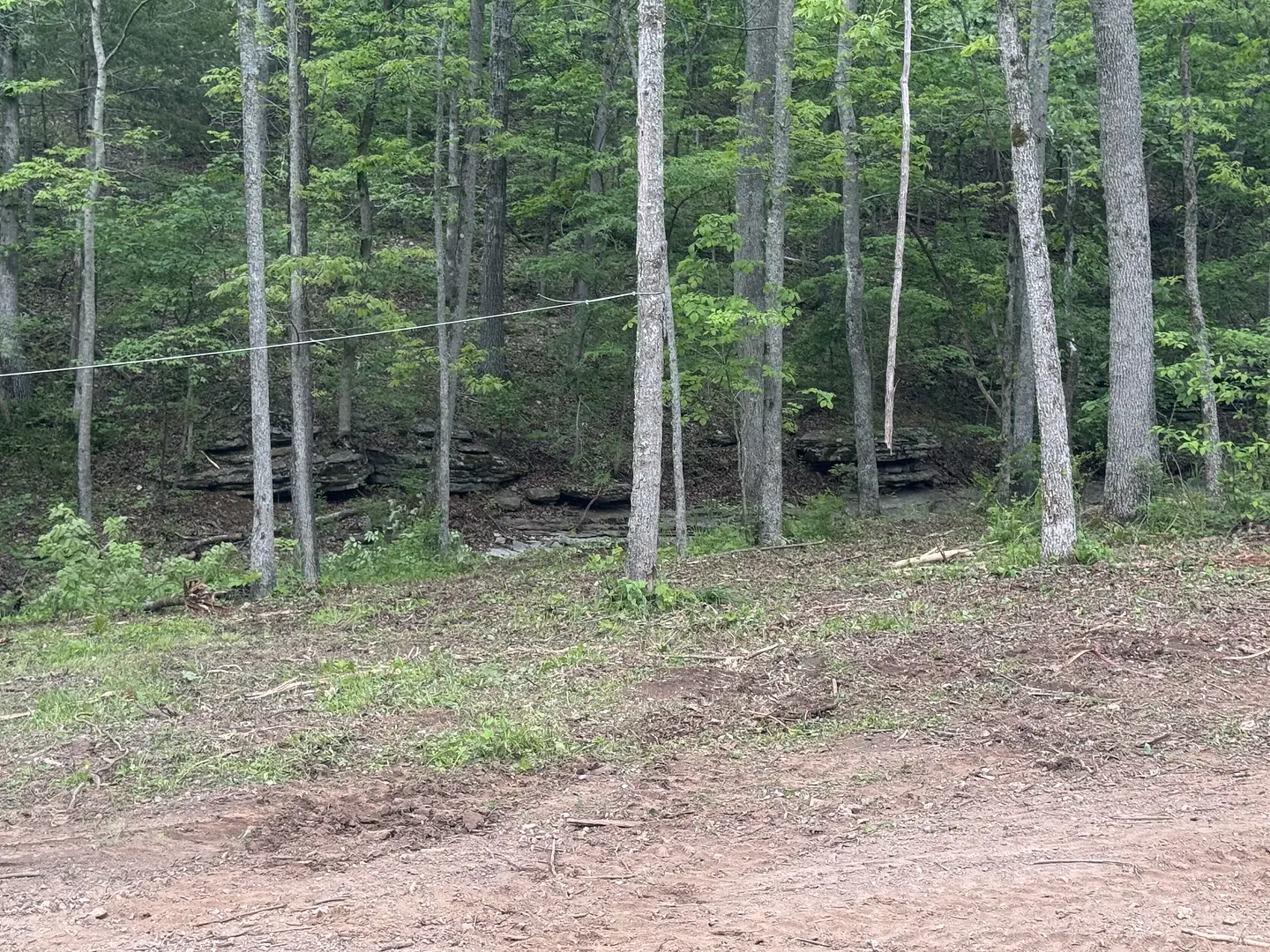Cleared undergrowth showing Ozark terrain in Newton County